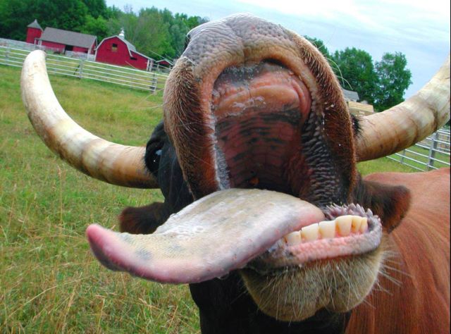 tounging-cow.jpg