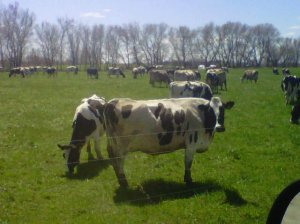 organic dairy cows on pasture May 3, 2011