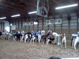 dakota county fair, calves, erik, jonnie, 2011