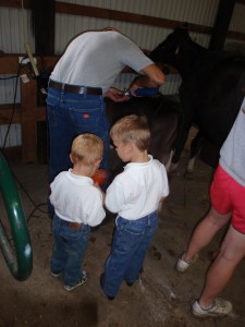 erik, jonnie, calves, dakota county fair, 2011